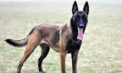 馬里努阿犬不愛吃東西的原因及處理方法