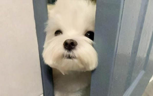 小狗驅蟲多久一次呢