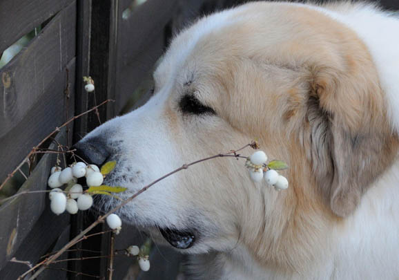 大白熊犬和藏獒哪個厲害