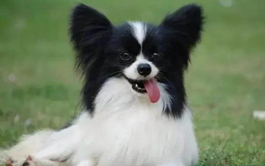 蝴蝶犬鼻子熱是什么原因