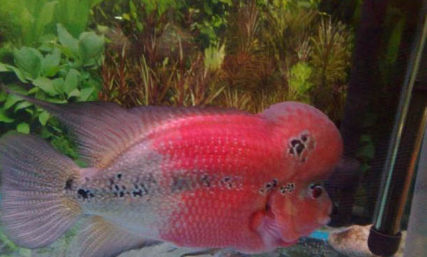 羅漢魚不喂食能活多久?
