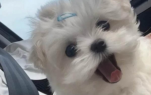 小狗身上有小疙瘩怎么回事