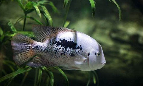 金魚會餓死嗎?