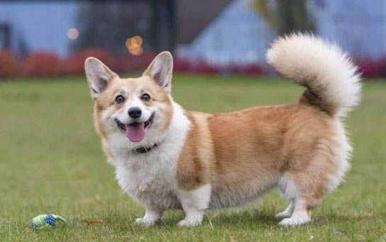 棉花面紗犬哪里有賣