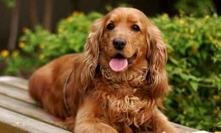 美國可卡犬例假多久后能洗澡