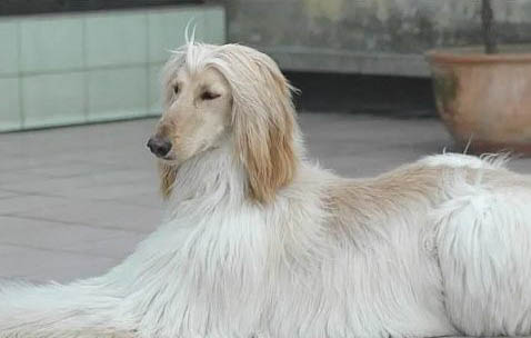 阿富汗獵犬嘔吐白沫的原因及處理方法