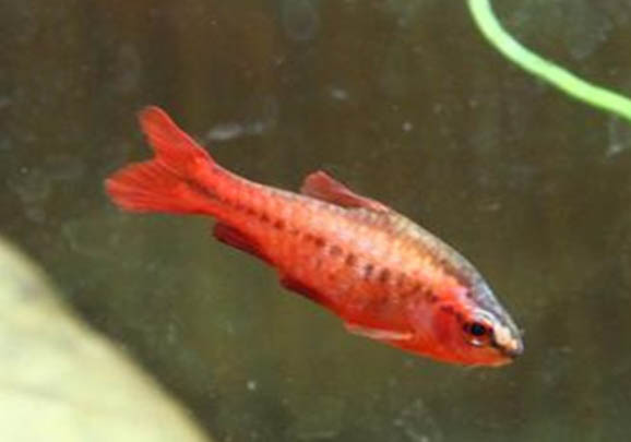 魚缸養(yǎng)魚需要氧氣泵嗎