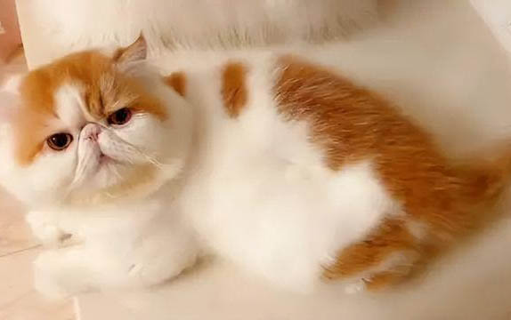 藍眼白貓有哪些