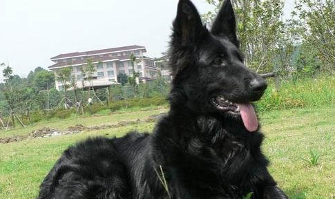 比利時牧羊犬可以吃葡萄嗎?