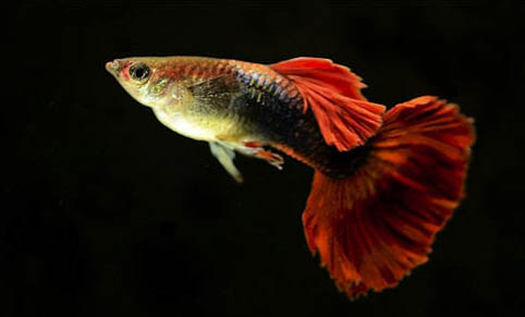 孔雀魚怎么處理快速產(chǎn)仔