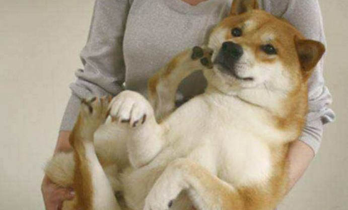 狗狗感冒可以自愈嗎