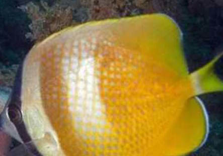 繡蝴蝶魚的喂食要點