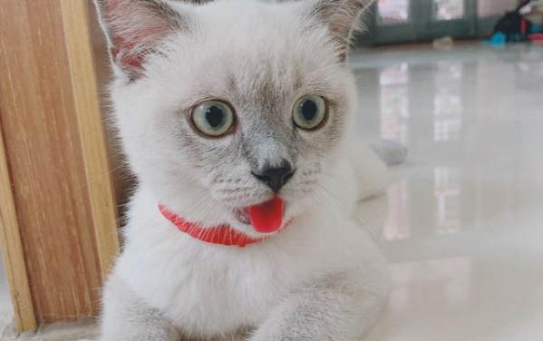 為什么有的貓咪眼睛會紅紅的
