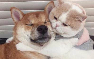 犬瘟打血清抗體能不能治好
