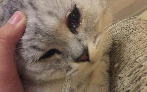 小貓出生就會自帶貓瘟病毒嗎
