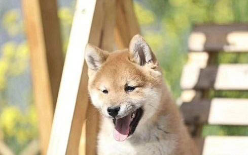狗狗疫苗斷了一年需要重打嗎