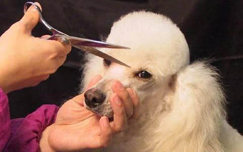 黑色迷你貴賓犬圖片