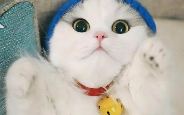 貓咪脖子底下有腫塊是怎么回事