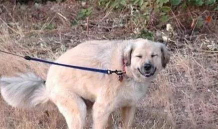 狗狗老是流眼淚還有眼屎