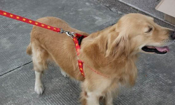 怎么給狗狗擠肛門腺