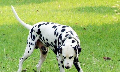 貓打狂犬疫苗不良反應有哪些
