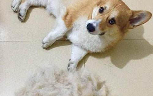 小狗狗細小初期癥狀主要有哪些