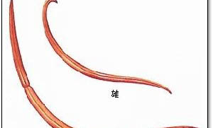 腸胃寶犬貓益生菌有什么功效