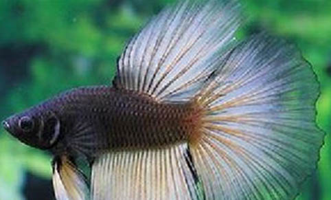 紅色的熱帶魚有哪些