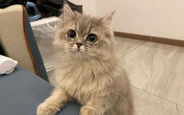 貓咪懷孕期間能洗澡嗎