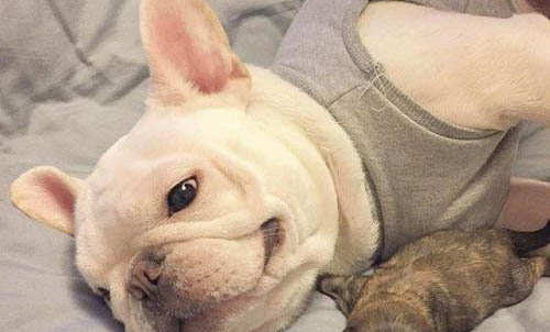 法國斗牛犬的優(yōu)缺點有哪些