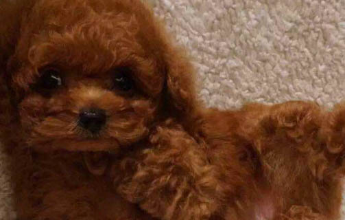 母泰迪狗茶杯犬的壽命有多長(zhǎng)
