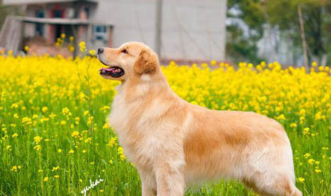 金毛犬掉毛很嚴重怎么辦