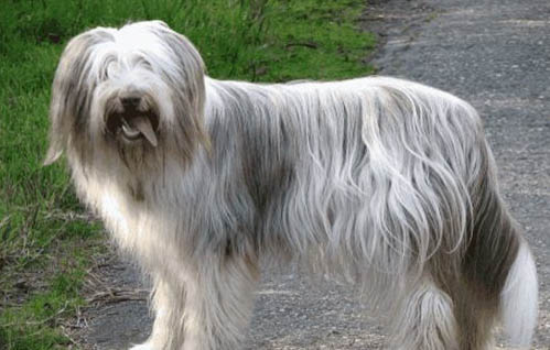 挑選蘇格蘭牧羊犬注意些什么?