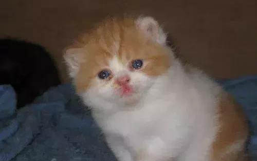 小貓多久可以吃貓糧