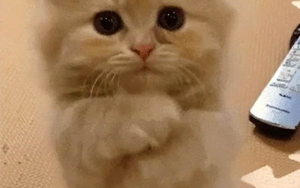 小貓大概養多久才會認主人