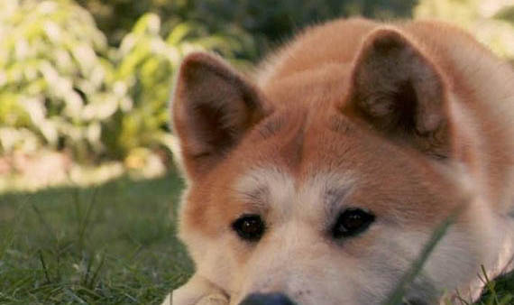 日本秋田犬來月經怎么處理方法