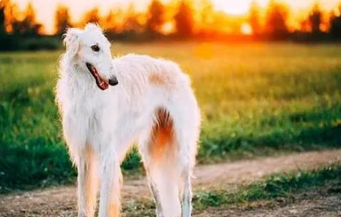 蘇俄獵狼犬什么價(jià)位