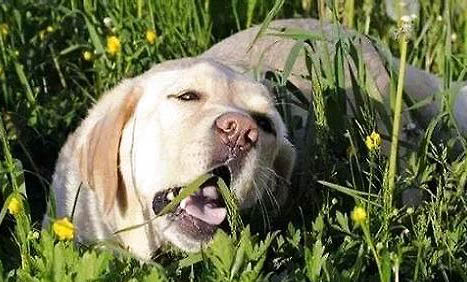 狗狗自己找草吃