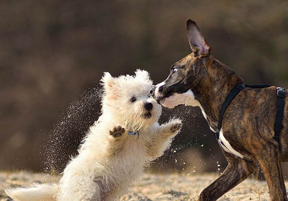 西高地白梗犬掉毛的10大原因及解決方案