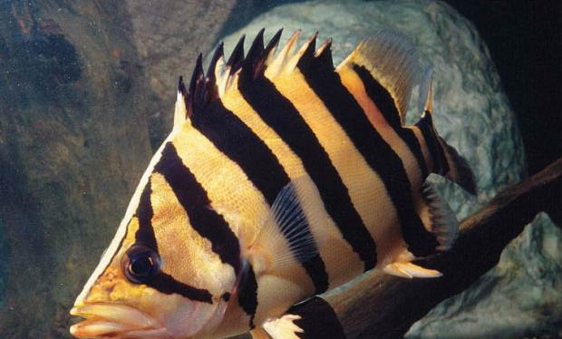 飼養龍魚對水有什么要求