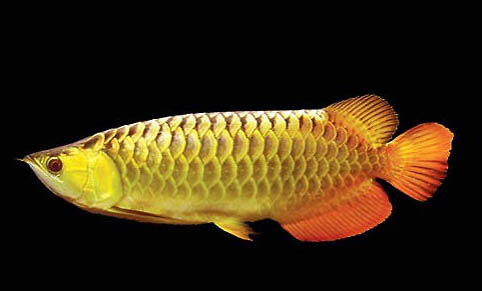 銀龍魚疾病防治
