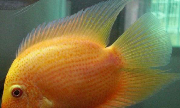 7.2米魚竿垂釣效果好嗎