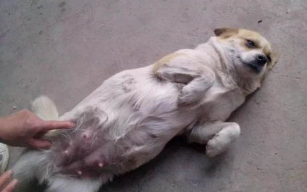 狗狗換牙流血
