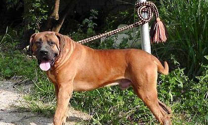 土佐犬壽命