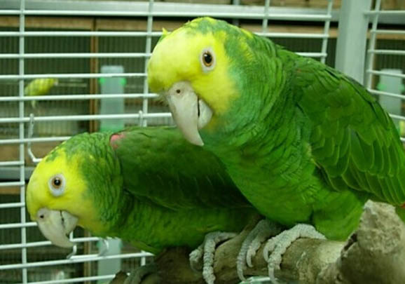 玄鳳鸚鵡幾個月下蛋