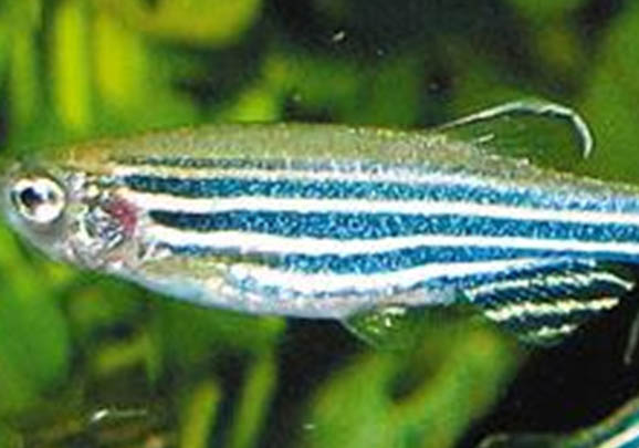 斑馬魚趴在水底的原因