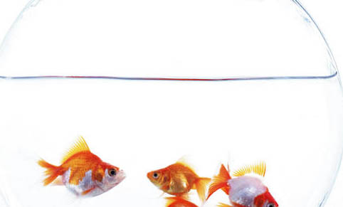 魚缸可以放加碘食用鹽嗎