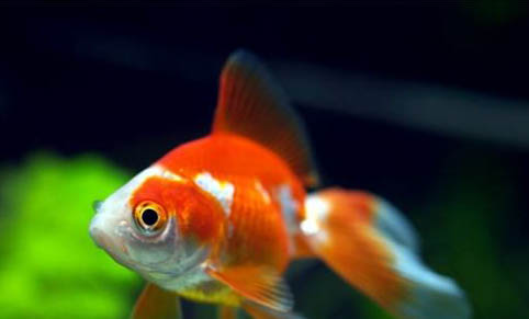 泰國斗魚和中國斗魚哪個好養