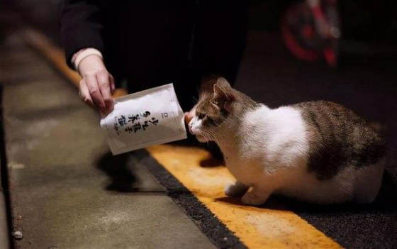 貓呼嚕聲很大