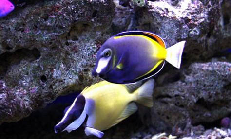 六角龍魚能長多大